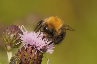 İşçi bir ağaç yaban arısının detaylı görüntüsü, devedikeni mor çiçeğinin üzerinde bomba hipnozu.