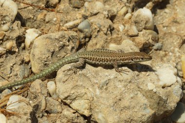 Güney İspanya kıyısındaki Endülüs Sur Kertenkelesi Podarcis vaucheri 'nin doğal yakın çekimi.