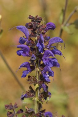 Mavi çiçekli bir Sage, Salvia türüne yakın çekim
