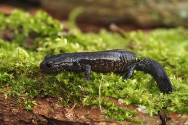 Genç, beyaz benekli Hynobius Hirosei 'ye yakın plan, yeşil yosun üzerinde yaşayan Japon nehir kenarı semenderi.
