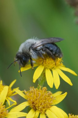 Natural closeup on a female Gre-backed mining bee, Andrena vaga on a yellow Ragwort, Jacobaea vulgaris flower in the fall clipart