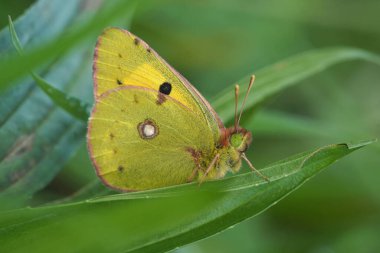 Natural detailed closeup on a Clouded Yellow butterfly, Colias crocea hiding in the green vegetation clipart