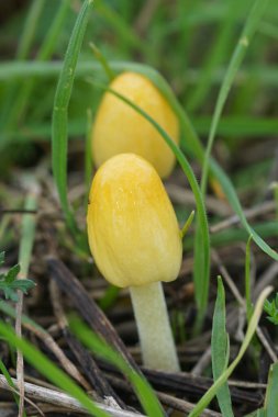 Natural closeup on a yellow emerging sunny side up mushroom, Bolbitius titubans growing in the meadow clipart