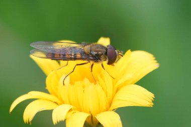 Detailed closeup on a European marmalade hoverfly, Episyrphus balteatus on a yellow flower clipart