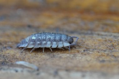 Parlak bir tespih böceği, Oniscus Asellus 'un detaylı görüntüsü.