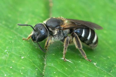 Nesli tükenmekte olan büyük bir dişinin doğal yakın plan çekimi. Yeşil yapraklı Lasioglossum majus.