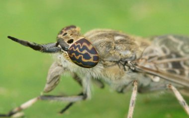 Sıradan bir atın ya da boynuzlu bir Cleg Flig sineğinin makro görüntüsü. Bileşik gözleri ve antenleri ayrıntılı bir şekilde gören Haematopota pluvialis..