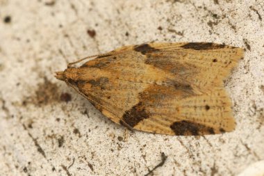 Detailed closeup on a small Cyclamen Tortrix micro moth, Clepsis spectrana clipart