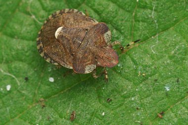 Natural closeup on a small brown shield bug , Dyroderes umbraculatus a plant parasite specialist on mainly Galium aparine clipart