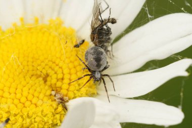 Detailed closeup on a small grey araneomorph spider, Brigittea latens on a white flower in the garden clipart