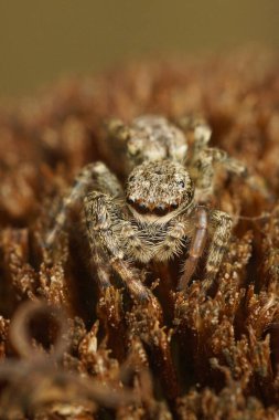 Detailed closeup on a cute hairy Fencepost jumping spider, Marpissa muscosa on wood clipart