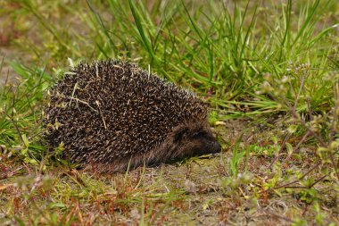 Avrupalı bir kirpinin doğal yakın çekimi, Erinaceus europaeus güneşli bir günde çayırda yürüyor