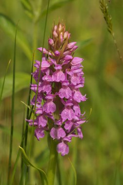 Mor çiçekli güney veya leopar bataklık orkidesinde doğal dikey çekim, bir çayırda Dactylorhiza praetermissa