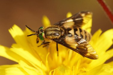 Detailed closeup on a colorful adult imago twin-lobed deerfly , Chrysops relictus on a yellow flower clipart