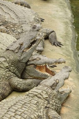 Büyük tatlı su, Nil timsahı, Timsah niloticus 'un güneşte güneşlenmesinin ayrıntıları.