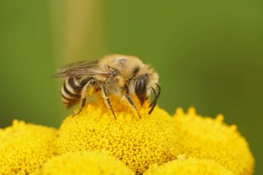 Küçük bir selofan arıya doğal olarak yakın plan, Colletes daviesanus ev sahibi bitki, Tansy veya Tanasetum vulgare 'in sarı çiçeğinin üzerinde