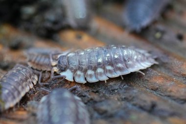 Ayrıntılı seçici odaklanma Parlak bir tespih böceği, Oniscus Asellus, Bahçedeki bir ahşap bir peice üzerine