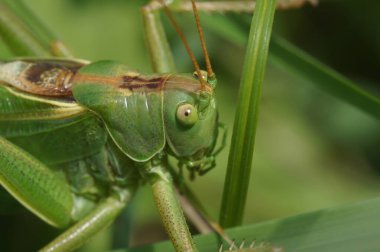 Detailed closeup on the European great green bush-cricket, Tettigonia viridissima clipart