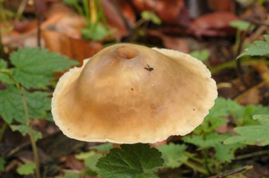 Açık kahverengi güzel bir tereyağlı mantar, Rhodocollibia bütyracea 'nın doğal yakın çekimi.