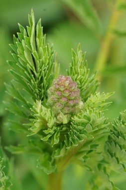 Sanguisorba minör Salata Burnet bitkisinin doğal dikey görüntüsü.
