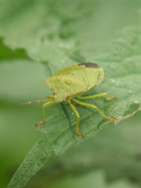 Yeşil Kalkan Böceği, Palomena prasina, Yaprak ve Su Damlacıkları