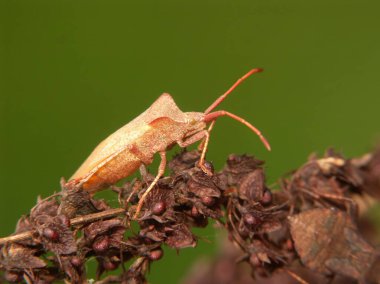 Natural closeup of a pale colored Brown dock bug, Coreus marginatus, thatfreshly changed it's skin clipart