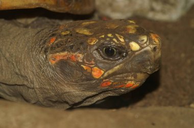 Detailed closeup on a captive red-footed tortoise Geochelone carbonaria clipart