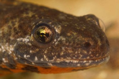 Bükreş veya Balkan armalı semenderi Triturus ivanbureschi 'nin başına ayrıntılı olarak yakın çekim