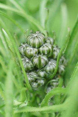 Gagalı şahin sakallı kır çiçeğinin çiçek tomurcukları, Crepis biennis