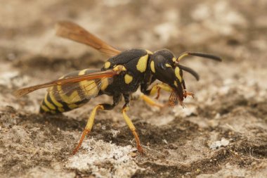 Siyah ve sarı renkli Akdeniz çömlekçisi Euodynerus danticinin üzerine yakın plan.