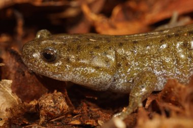 Natural detailed closeup on the endangered Japanese Oita Salamander, Hynobius dunni on dried leafs clipart