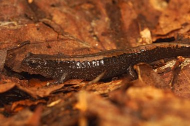 Detailed closeup on a juvenile Siberian salamander, Salamandrella keyserlingii on dried leafs clipart