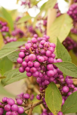 Beatyberry çalılığında yakın plan bir Mor Çilek, Callicarpa yeşil yapraklarla çevrili bir dalda kümelenmiş. Meyveler yuvarlak ve parlak, çarpıcı bir kontrast oluşturuyor.