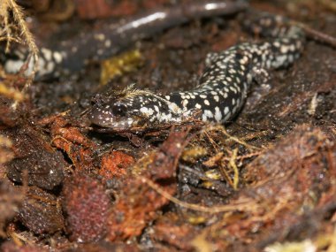 Karasal beyaz lekeli, akciğersiz sümüklü Kuzey Amerika semenderi Plethodon glutinosus 'un doğal yakın çekimi.