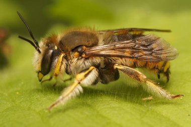 Doğal olarak, erkek bir Avrupa yün kartlı arı, yeşil bir yaprağın üzerinde dinlenen Anthidium manicatum üzerine yakın plan.