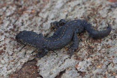 Koyu renkli erkek bir Avrupa alp semenderi olan Ichthyosaura alpestris 'e doğal olarak yakın plan.