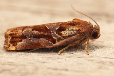 Natural Closeup on the colorful Large Fruit-tree Tortrix moth, Archips podana sitting on wood in the garden clipart