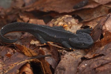 Kurumuş yapraklar içindeki Tylototriton lizhengchangi, genç Mangshan Timsah Newt 'ın doğal detaylı görüntüsü.