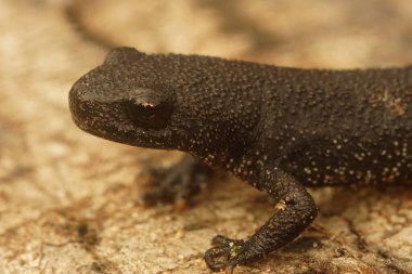 Genç Güney armalı semender Triturus Karelinii 'nin ağaçta poz verişi hakkında detaylı bilgi.