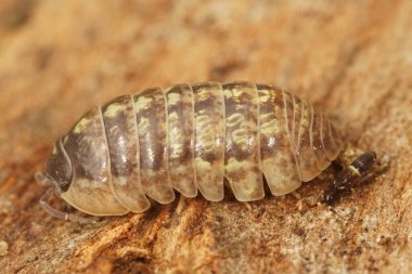 Sıradan bir tahta parçasına doğal olarak yakın çekim, sıradan bir hap böceği, armadillidyum vulgare.