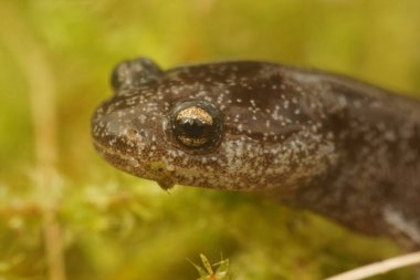 Natural closeup on ajuvenile of the endangered Tokyo salamander, Hynobius tokyoensis, juvenile on green moss clipart