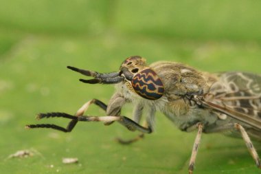 Macro Shot of a common horse or notch-horned cleg fly, Haematopota pluvialis with detailed view of its compound eyes and antennae. clipart