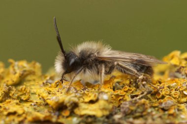 Andrena nycthemera adında gri saçlı, erkek bir maden arısının liken kaplı bir odun parçasına yakın plan çekimleri.