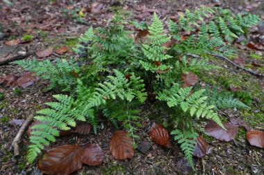 Closeup on a a hybrid fern Dryopteris carthusiana - Dryopteris dilatata growing in the forest clipart