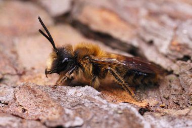 Natural closeup on a Large Sallow Mining Bee, Andrena apicata sitting on the trunk of a tree clipart