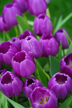 A vibrant cluster of purple tulips in full bloom, surrounded by lush green leaves. The flowers display a rich hue and delicate petals, creating a stunning floral arrangement. clipart