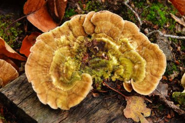 Kahverengi renkte çoklu solungaç mantarı Lenzitler Betulinus 'un doğal yakın çekimi.