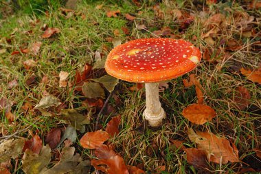 Canlı kırmızı bir Amanita muscaria mantarı, beyaz benekli, yeşil çimlerle çevrili, yerde duran yaprakların arasında duruyor..