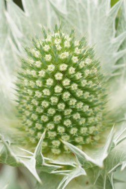 Bayan Willmott 'un hayaleti, bahçedeki Eryngium Giganteum' un detaylı görüntüsü.