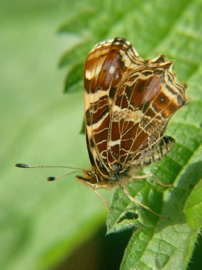 Close-up of a brown and white Map butterfly , Araschnia levana perched on a green leaf, showcasing its intricate wing patterns and delicate antennae. clipart